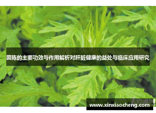 茵陈的主要功效与作用解析对肝脏健康的益处与临床应用研究