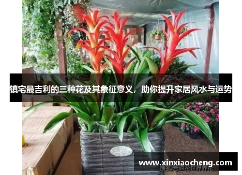 镇宅最吉利的三种花及其象征意义，助你提升家居风水与运势